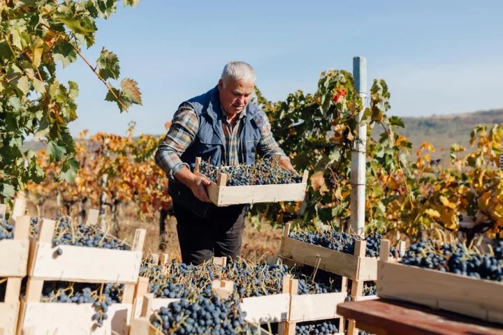 Entenda o que é a vendemmia, as festas de colheita na Itália, seu valor cultural, regiões tradicionais e celebrações ligadas ao vinho.